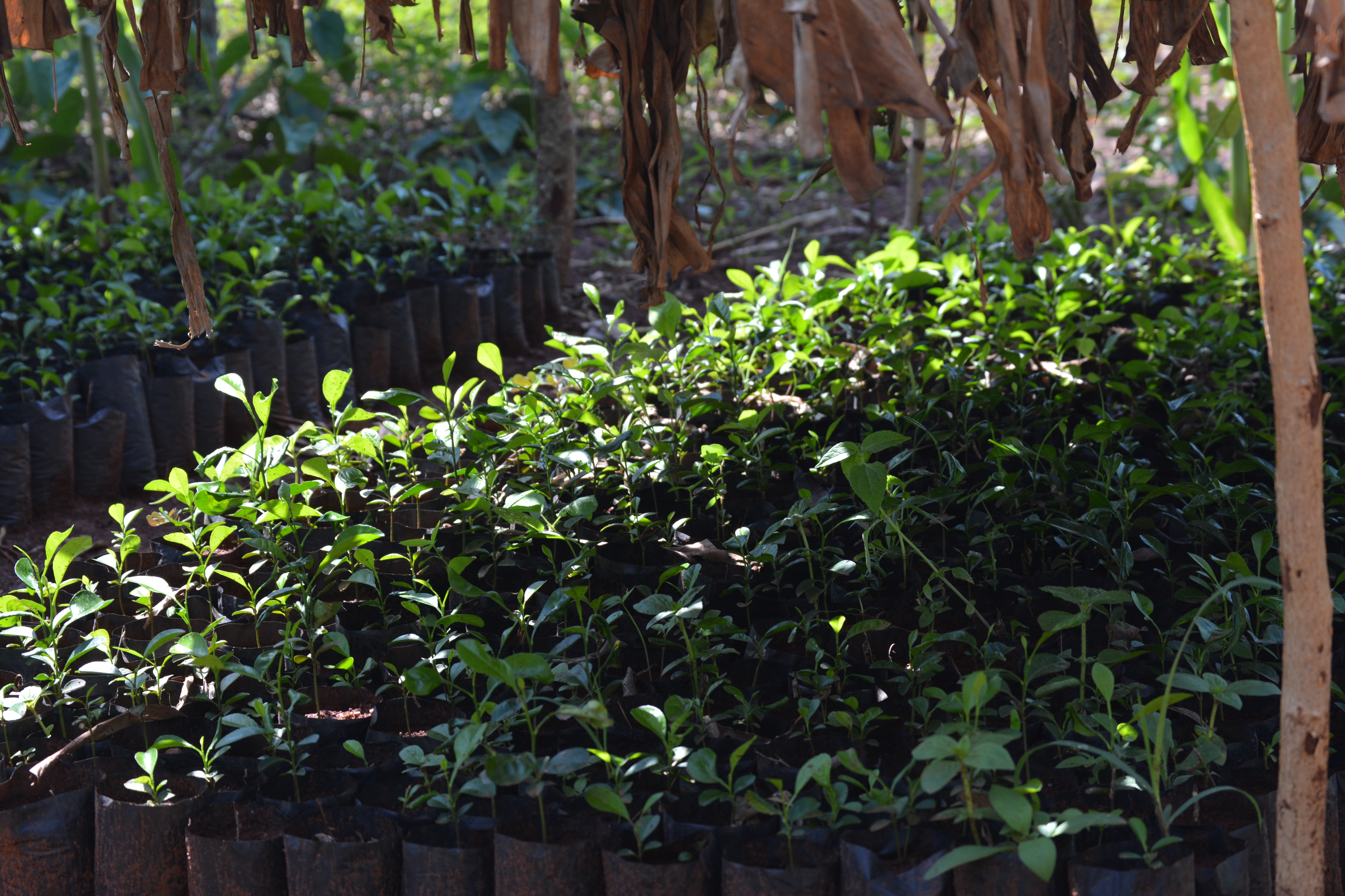 Maize seedlings